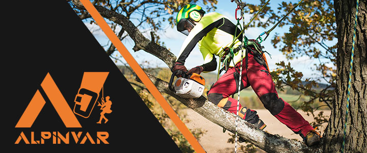 wycinka i pielęgnacja drzew