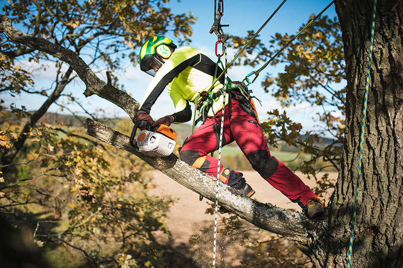 wycinka i pielęgnacja drzew