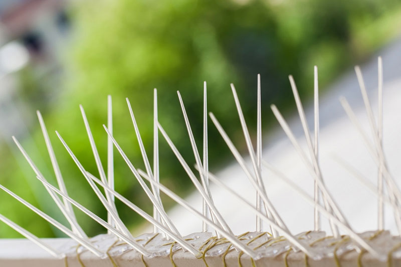 zakładanie zabezpieczeń przeciw ptakom