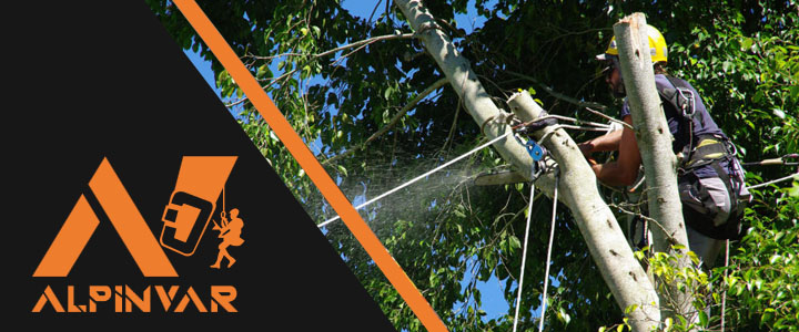 ścinka sekcyjna drzew