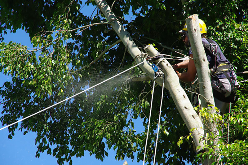 ścinka sekcyjna drzew