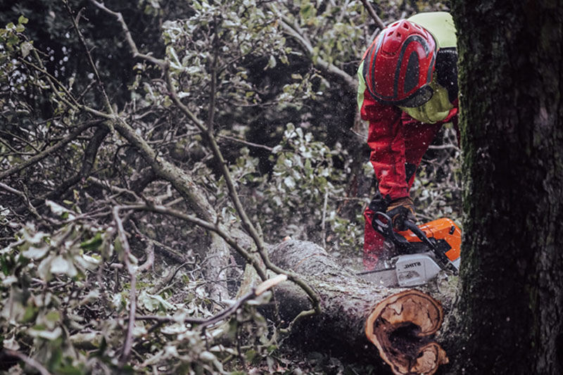 usuwanie wiatrołomów