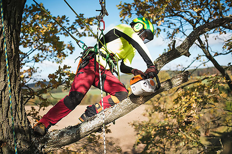 wycinka drzew pod liniami energetycznymi